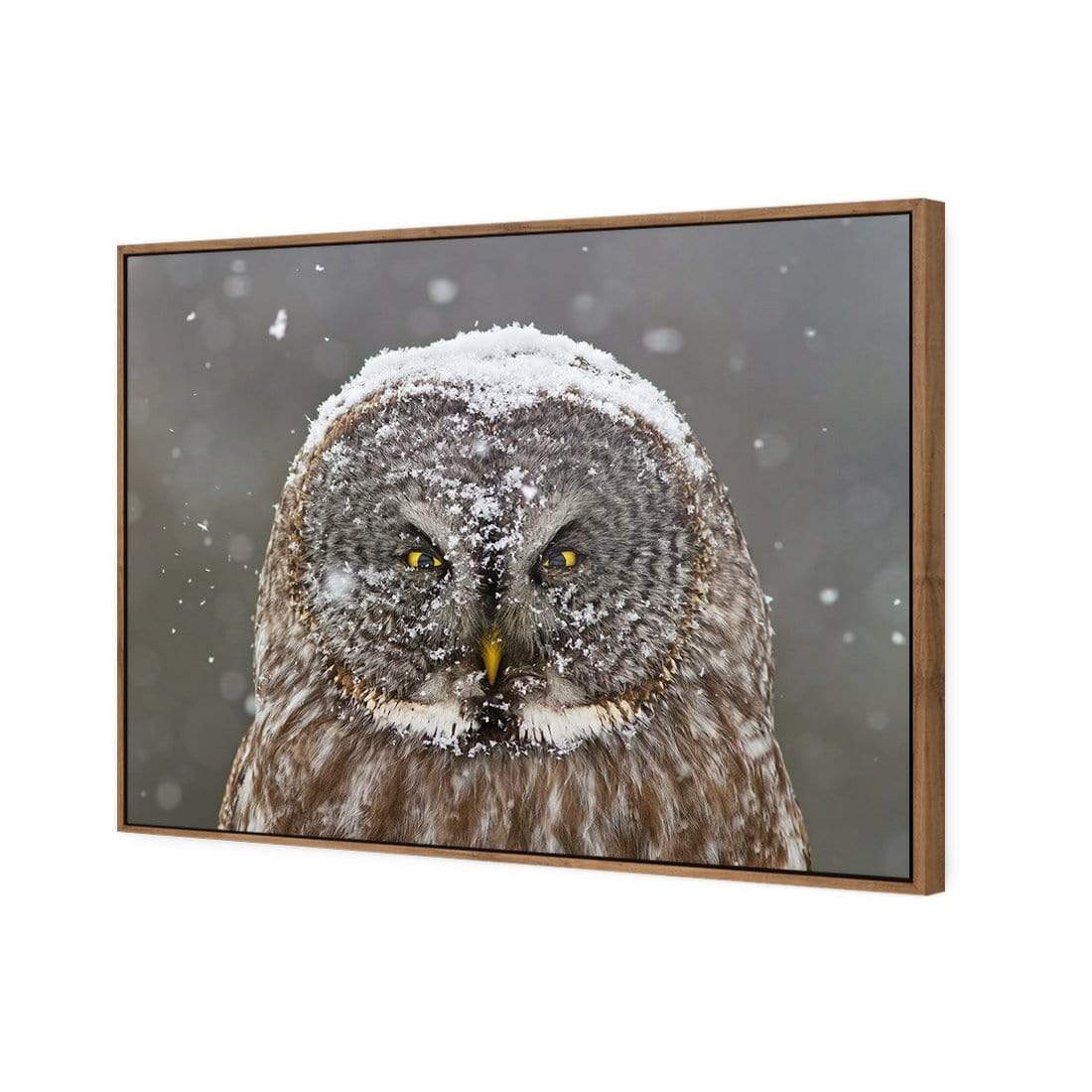 Great Grey Owl Winter Portrait By Mircea Costina - wallart-australia - Canvas