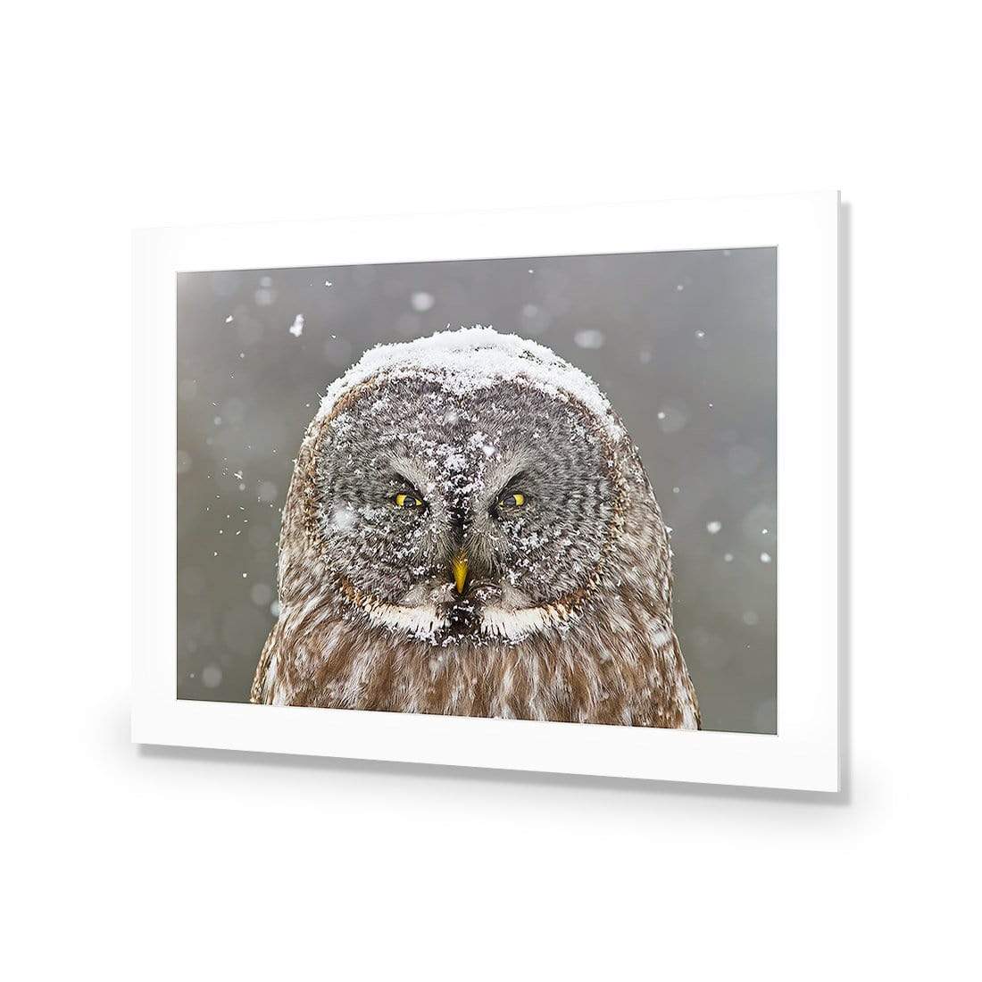 Great Grey Owl Winter Portrait By Mircea Costina - wallart-australia - Acrylic Glass With Border