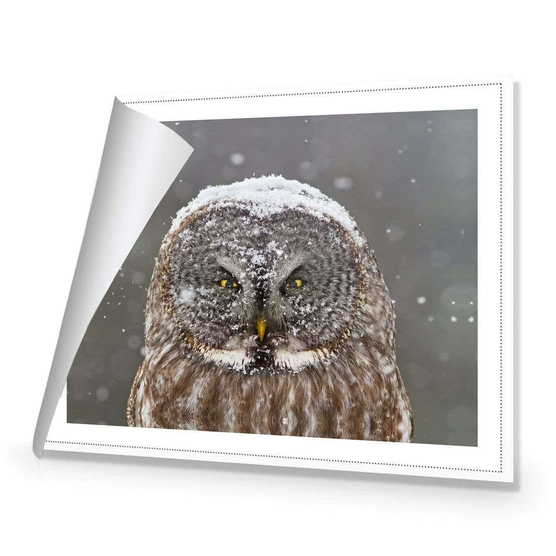 Great Grey Owl Winter Portrait By Mircea Costina - wallart-australia - Canvas