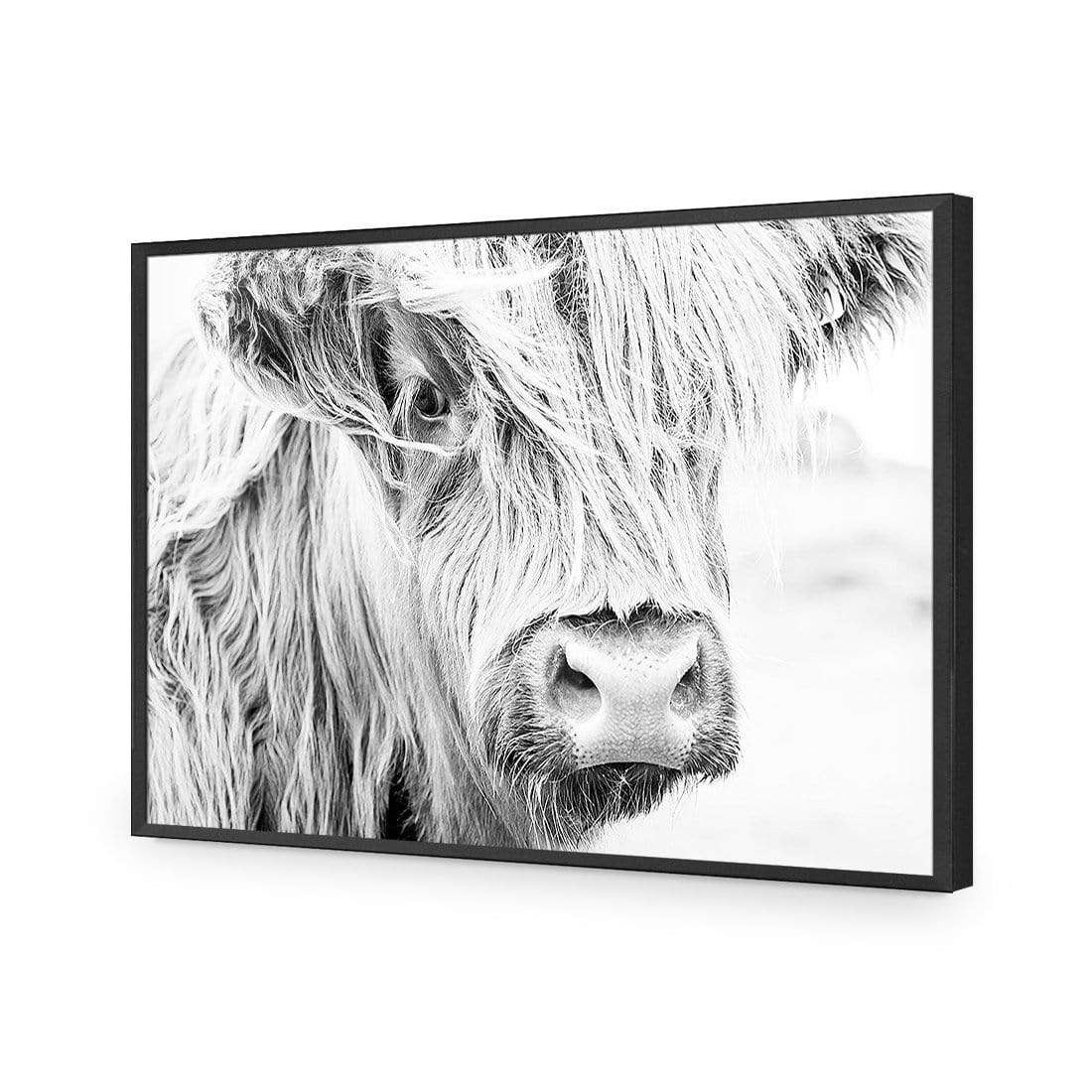 Henrietta the Highland Cow - wallart-australia - Acrylic Glass No Border