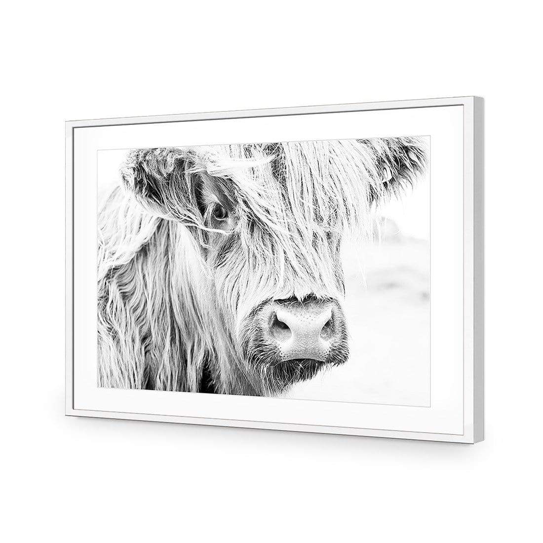 Henrietta the Highland Cow - wallart-australia - Acrylic Glass With Border