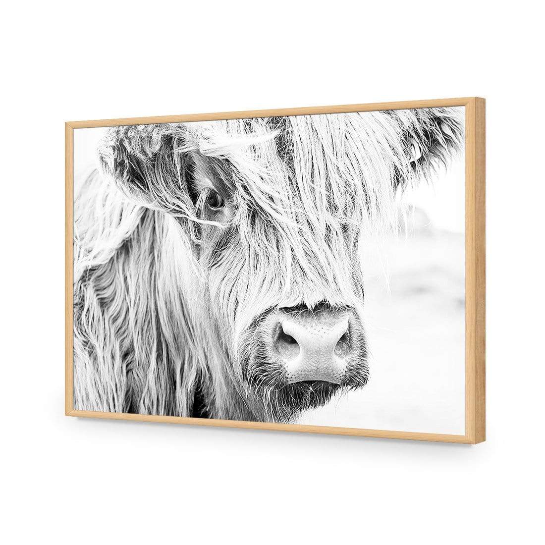 Henrietta the Highland Cow - wallart-australia - Acrylic Glass No Border