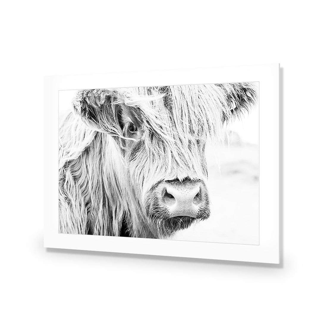 Henrietta the Highland Cow - wallart-australia - Acrylic Glass With Border
