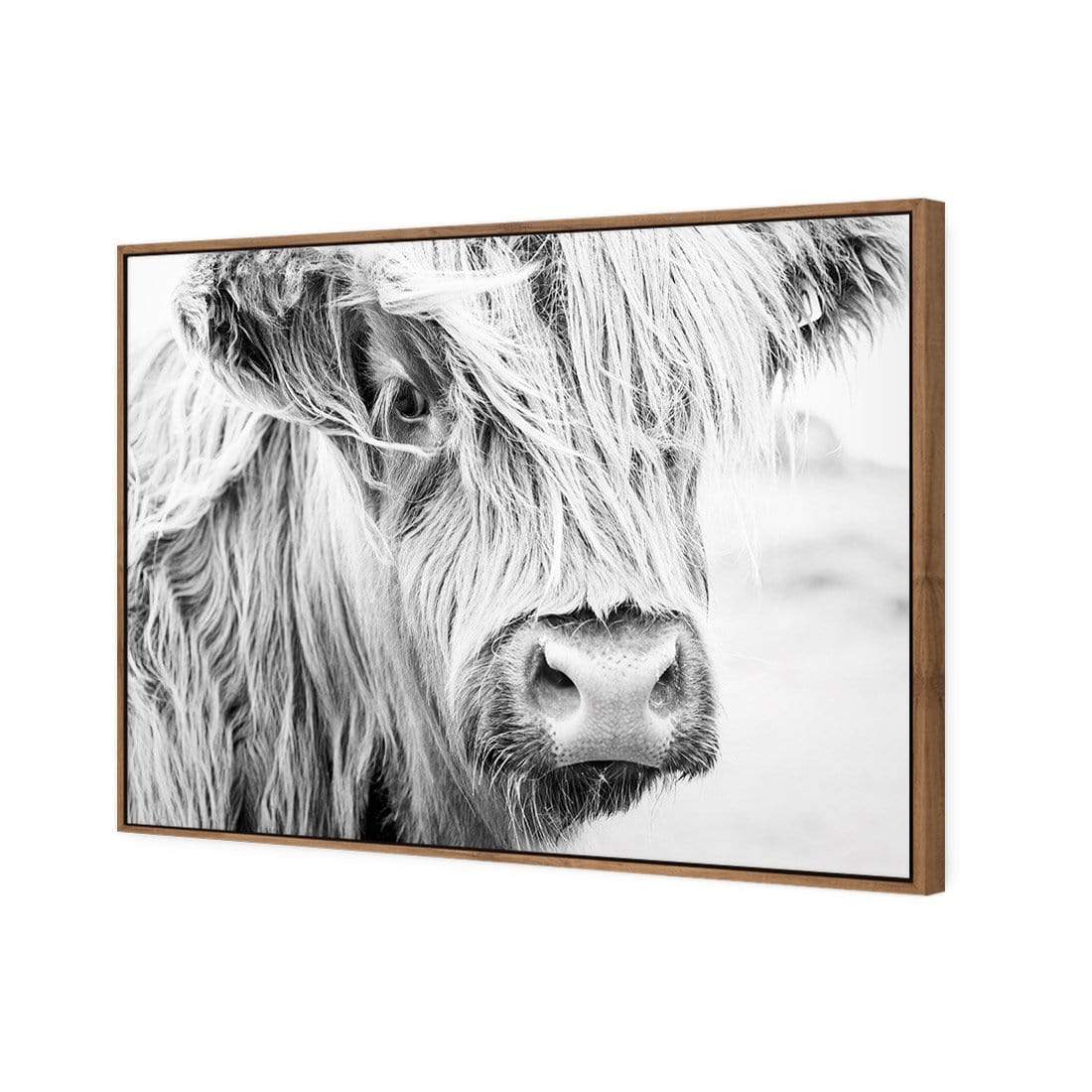 Henrietta the Highland Cow - wallart-australia - Canvas