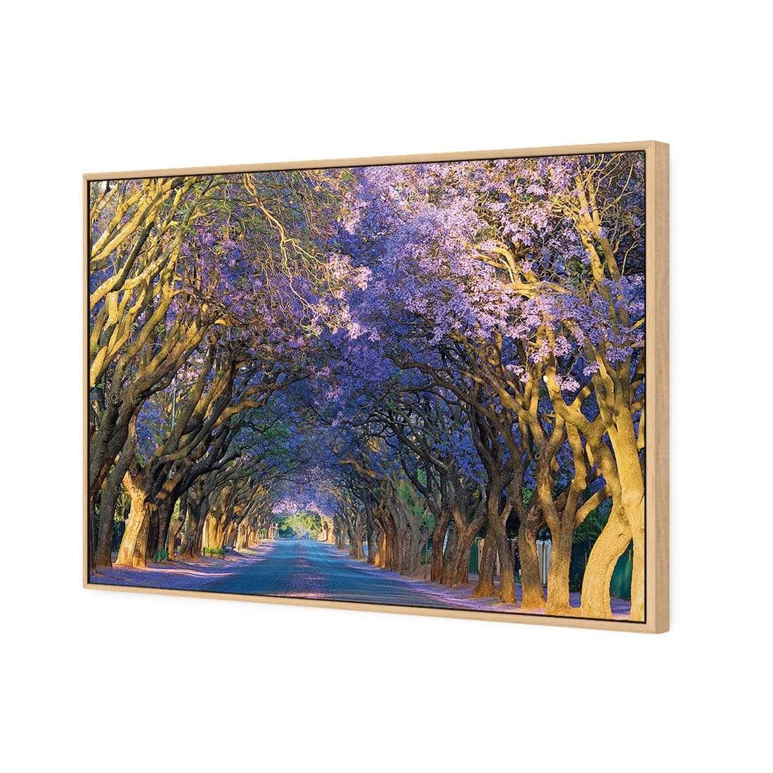 Jacaranda Alley - wallart-australia - Canvas