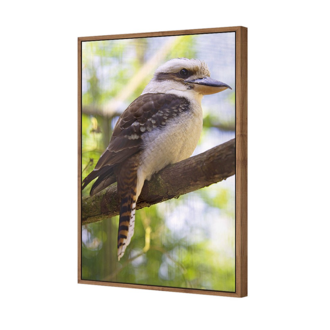 Kookaburra - wallart-australia - Canvas