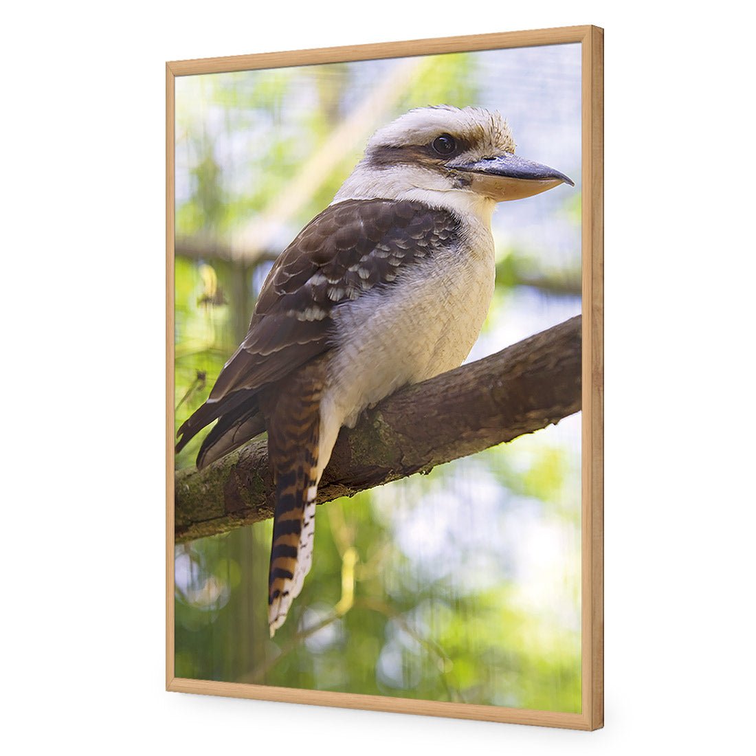 Kookaburra - wallart-australia - Canvas