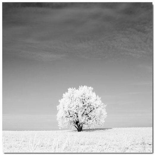 Lonely Snow Tree, Black and White (Square) - wallart-australia - Canvas