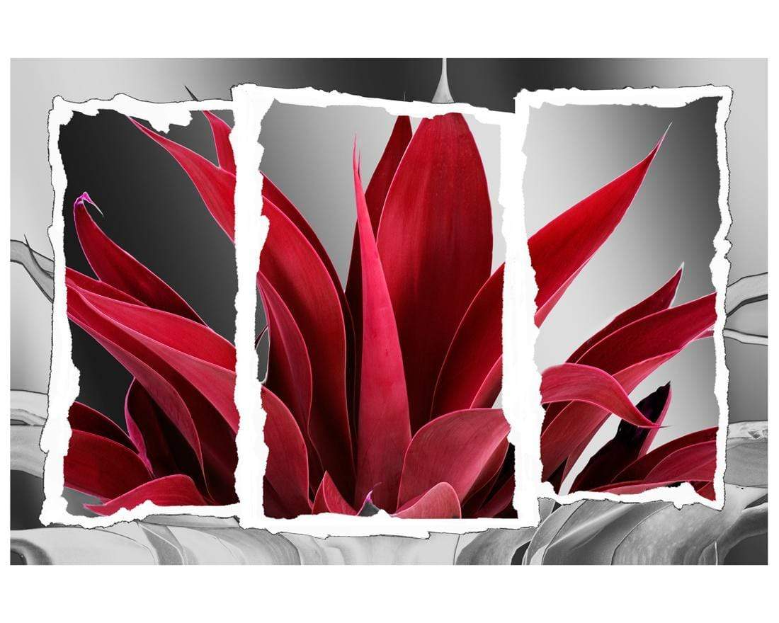 Plant in Window, Red - wallart-australia - Canvas