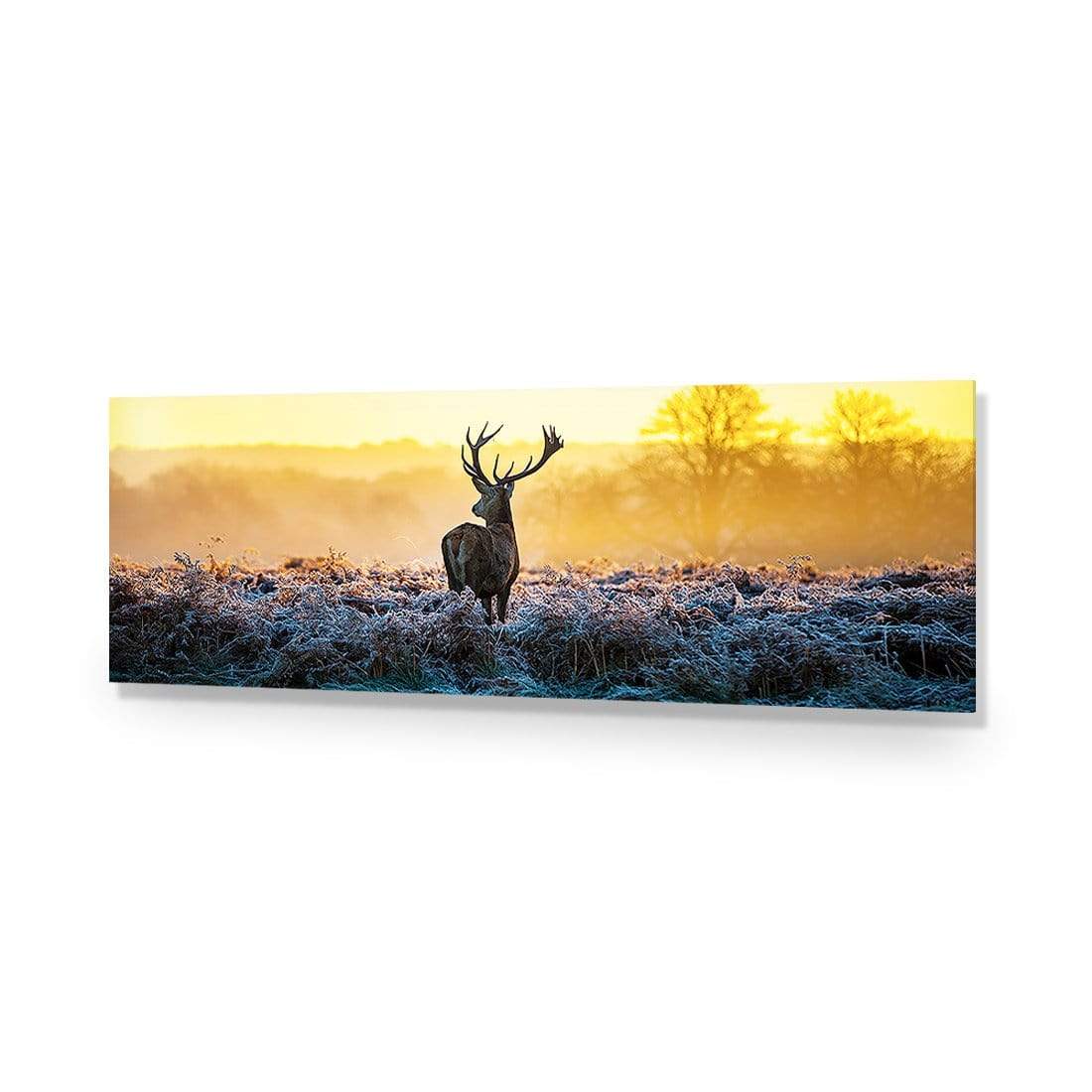 Red Deer at Dawn (Long) - wallart-australia - Acrylic Glass No Border