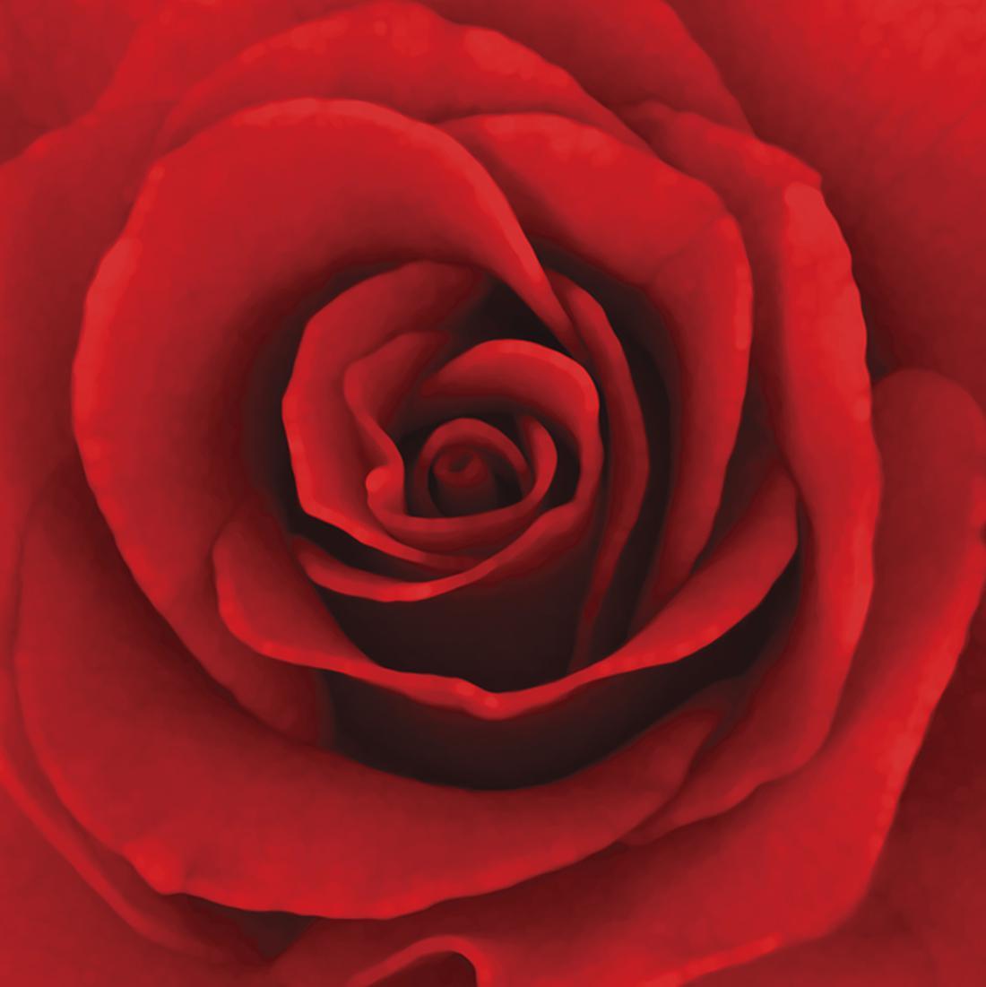 Red Rose - wallart-australia - Canvas