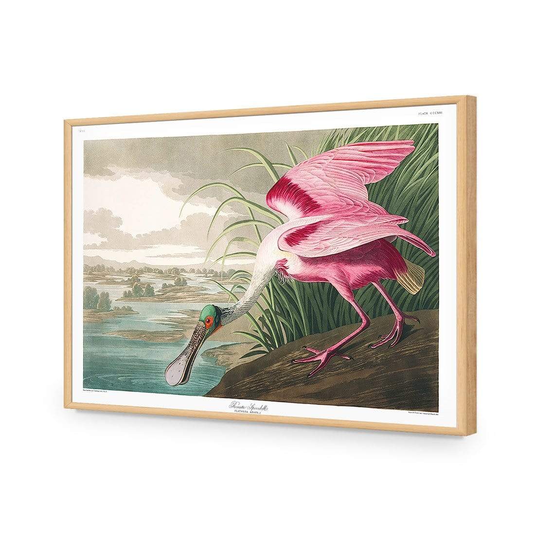 Roseate Spoonbill, John James Audubon - wallart-australia - Canvas