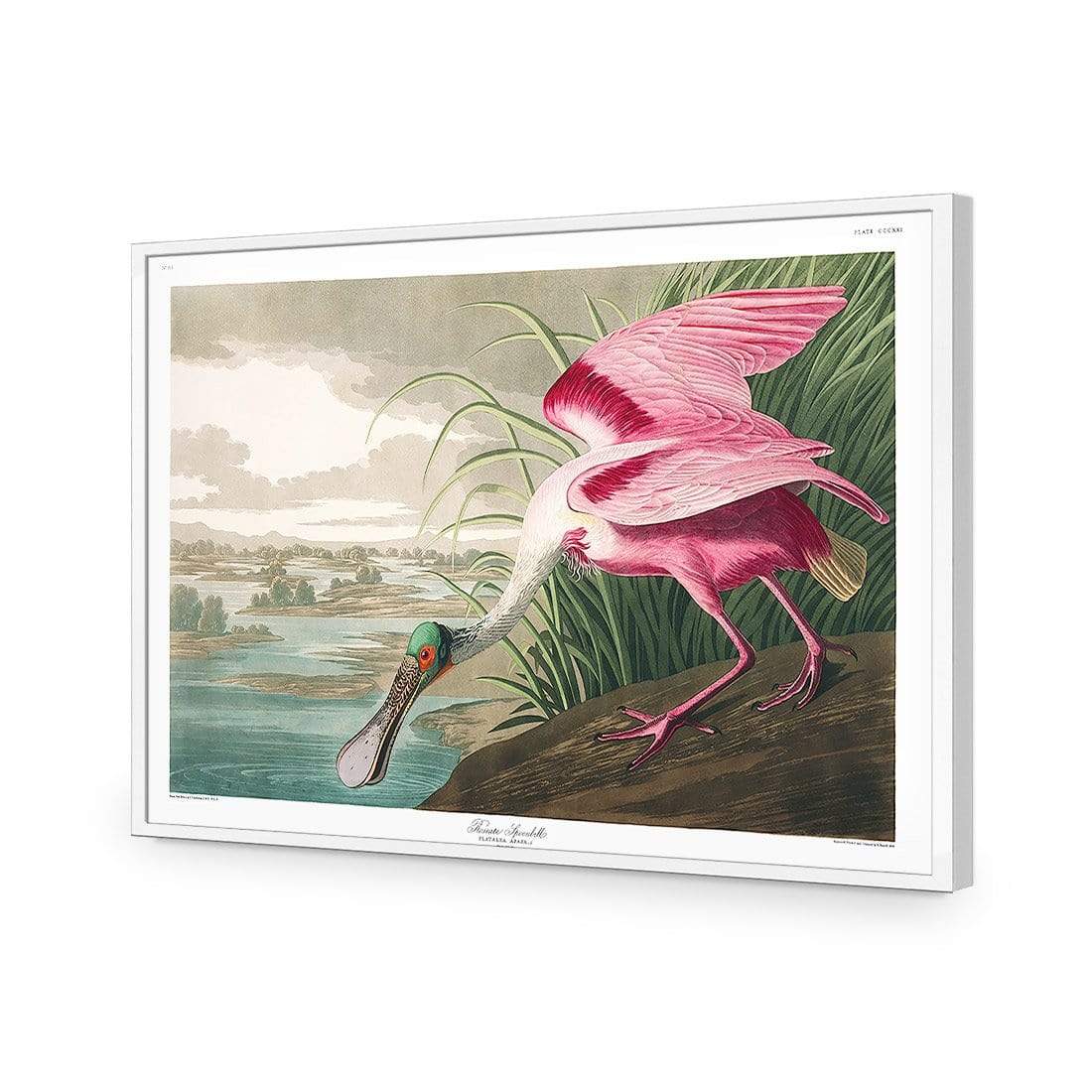 Roseate Spoonbill, John James Audubon - wallart-australia - Canvas