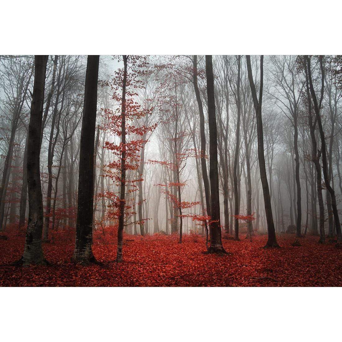 Scarlet Forest - wallart-australia - Canvas
