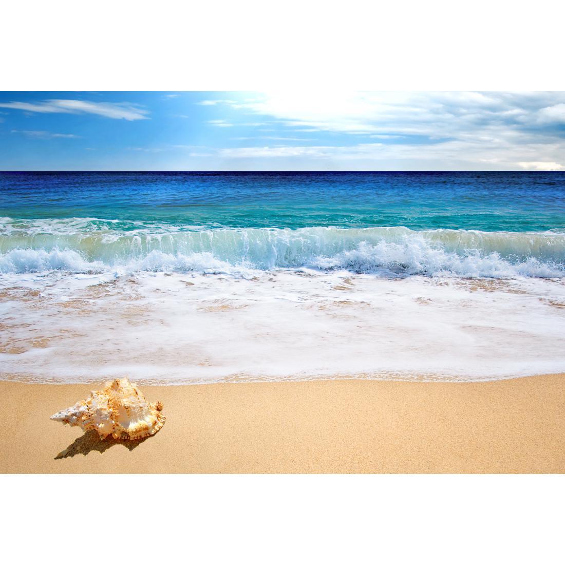 Shell on Beach, Original - wallart-australia - Canvas