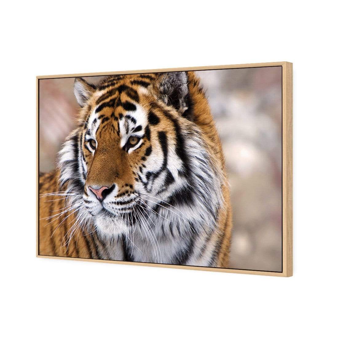 Siberian Tiger - wallart-australia - Canvas