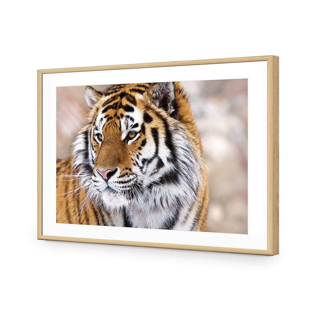 Siberian Tiger - wallart-australia - Acrylic Glass With Border