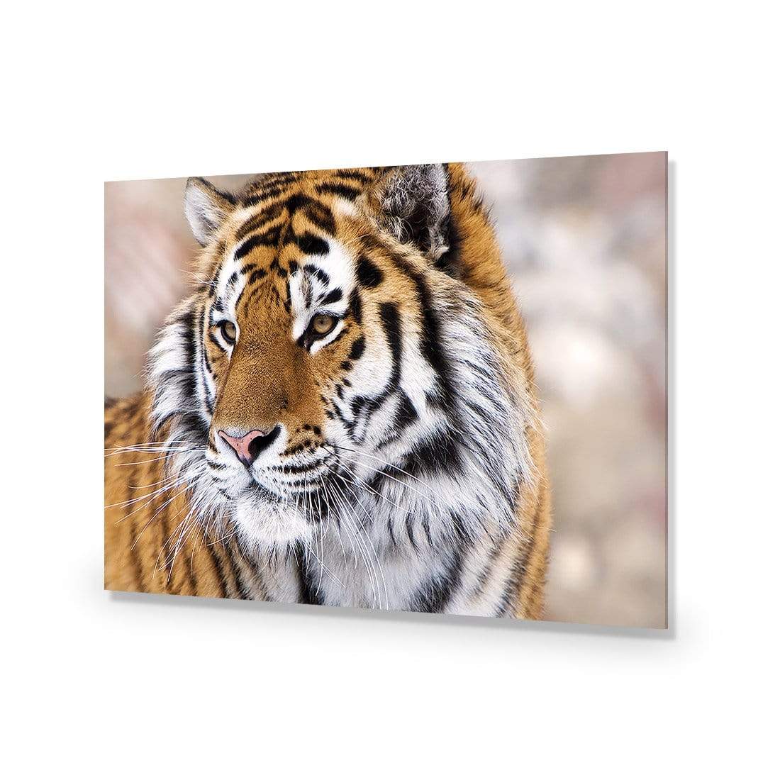 Siberian Tiger - wallart-australia - Acrylic Glass No Border