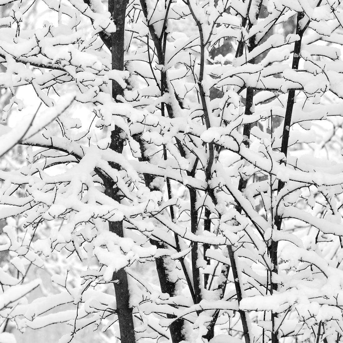 Snowy Branches, Black and White (Square) - wallart-australia - Canvas