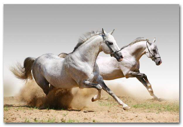 Stallions in the Dust (rectangle) - wallart-australia - Canvas