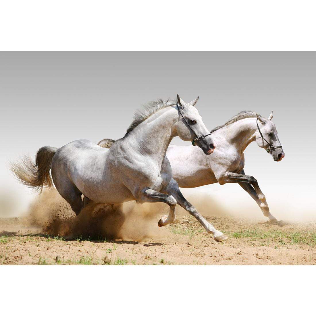 Stallions in the Dust (rectangle) - wallart-australia - Canvas
