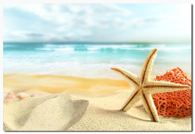 Starfish and Coral on Beach, Original - wallart-australia - Canvas