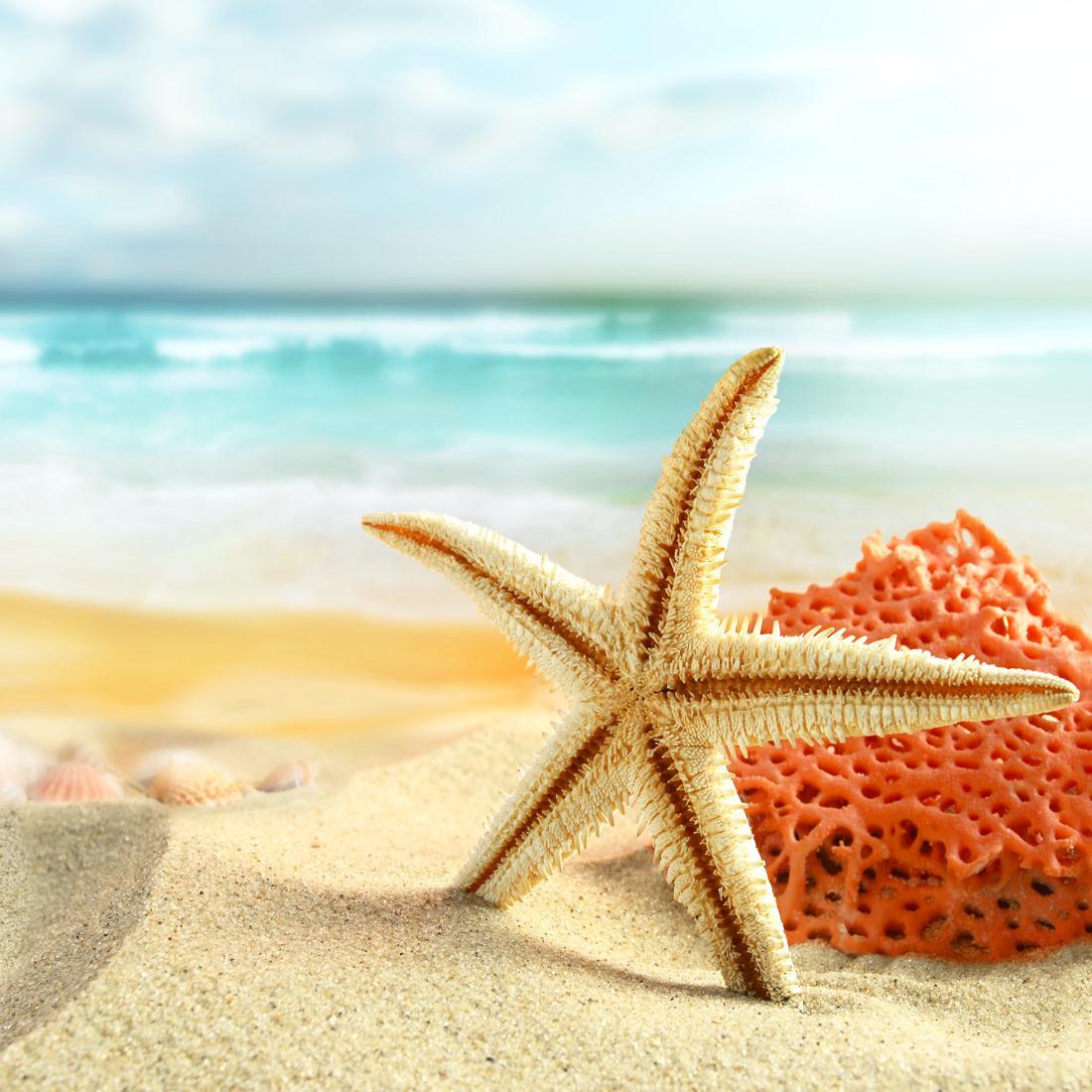 Starfish and Coral on Beach, Original (Square) - wallart-australia - Canvas