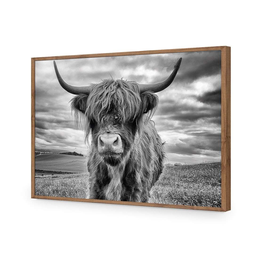 Stormy the Highland Cow - wallart-australia - Acrylic Glass No Border