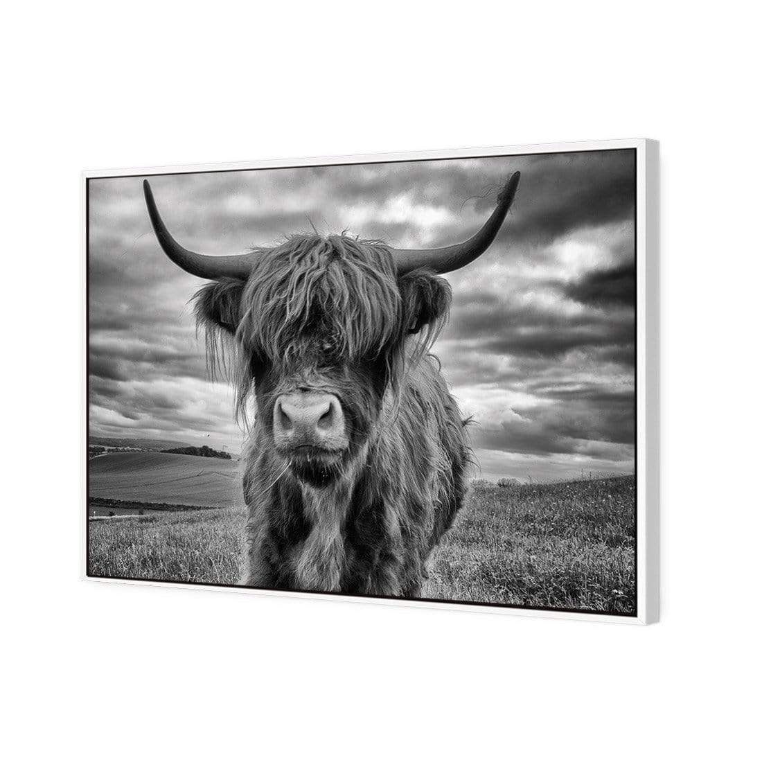 Stormy the Highland Cow - wallart-australia - Canvas