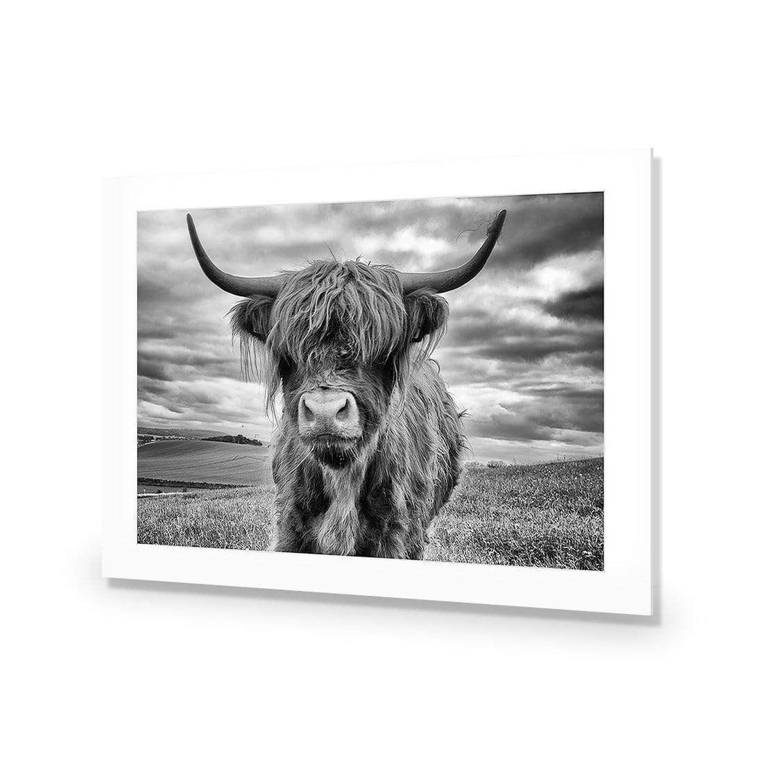 Stormy the Highland Cow - wallart-australia - Acrylic Glass With Border