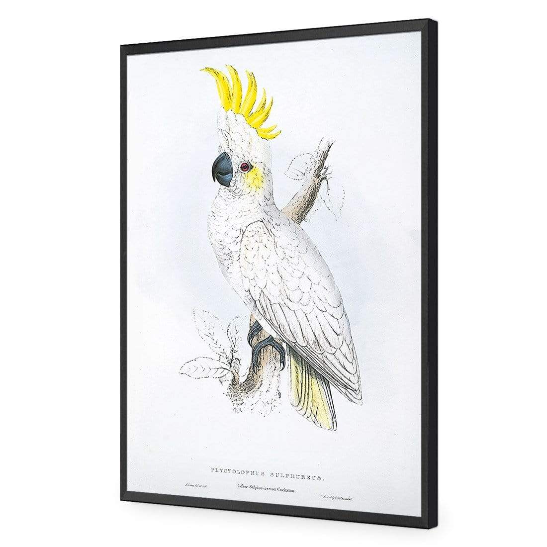 Sulphur-Crested Cockatoo By Edward Lear - wallart-australia - Canvas