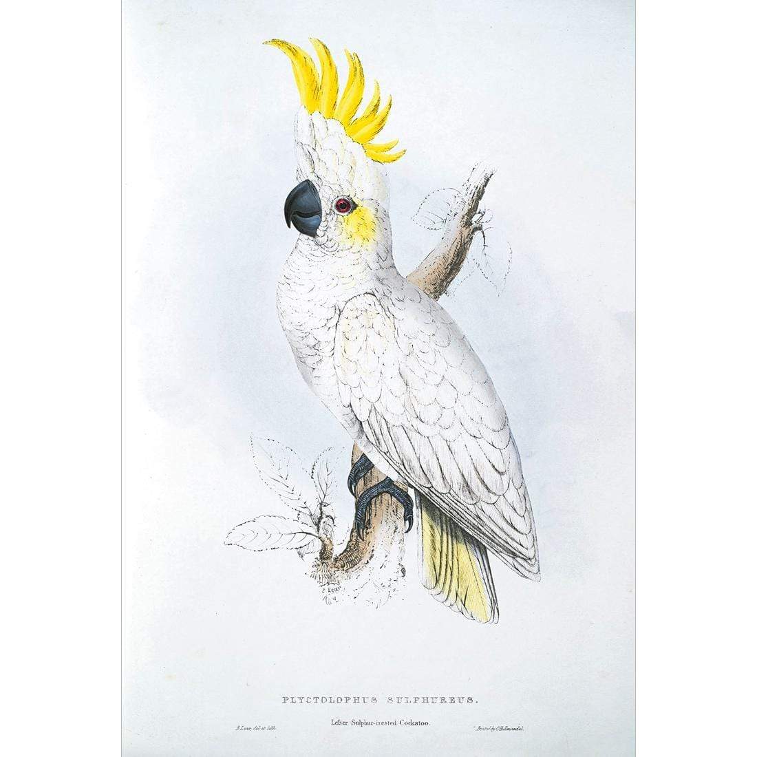 Sulphur-Crested Cockatoo By Edward Lear - wallart-australia - Canvas
