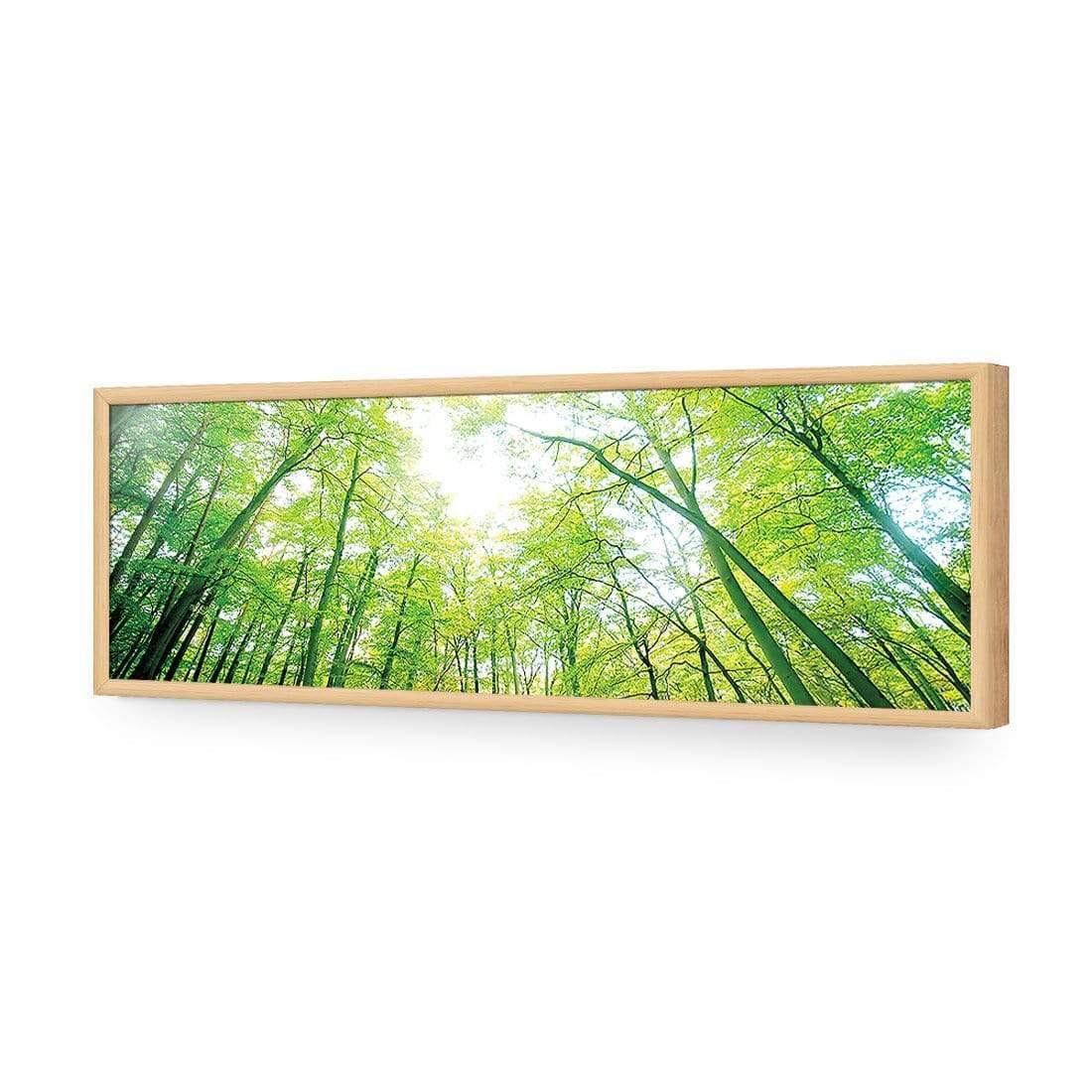 Sun Through Trees, Original (long) - wallart-australia - Acrylic Glass No Border