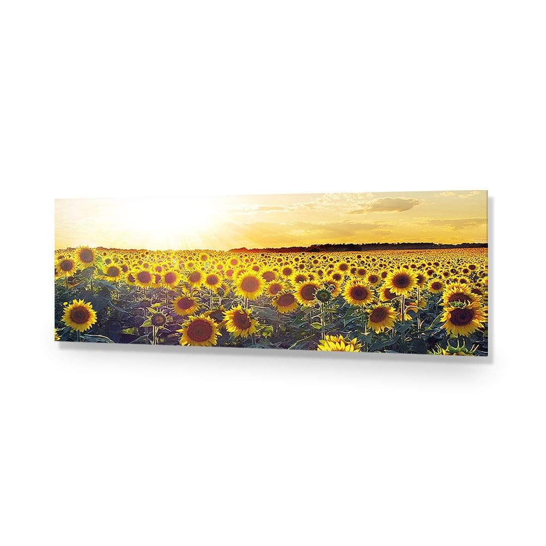 Sunflowers at Sunset, Original (Long) - wallart-australia - Acrylic Glass No Border