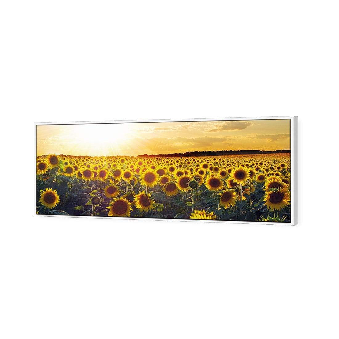 Sunflowers at Sunset, Original (Long) - wallart-australia - Canvas