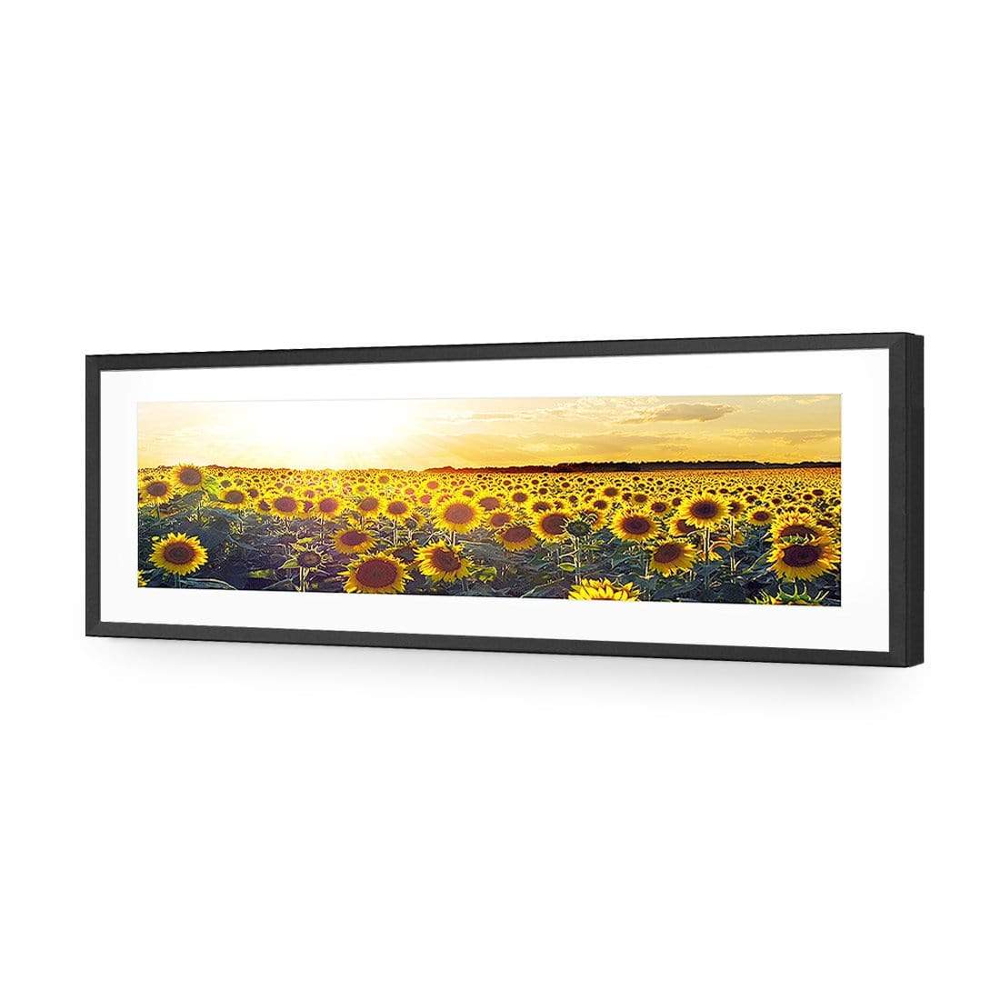 Sunflowers at Sunset, Original (Long) - wallart-australia - Acrylic Glass With Border