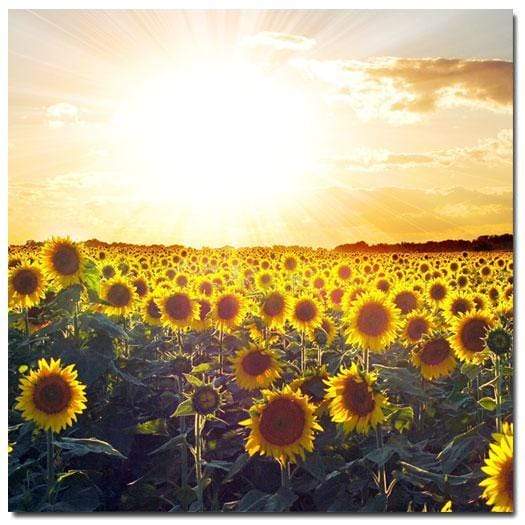 Sunflowers at Sunset (square) - wallart-australia - Canvas