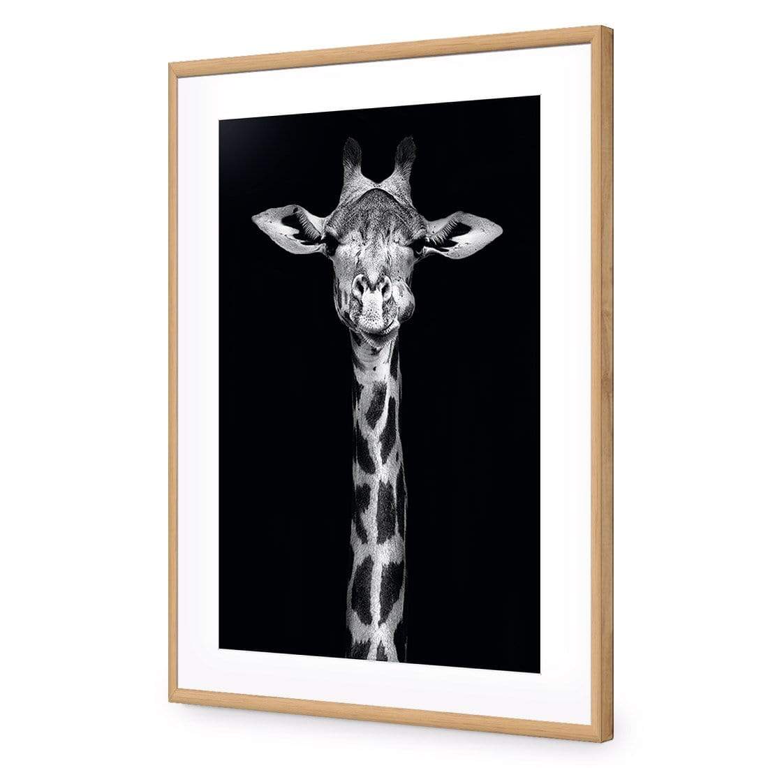 Thornycroft Giraffe - wallart-australia - Acrylic Glass With Border