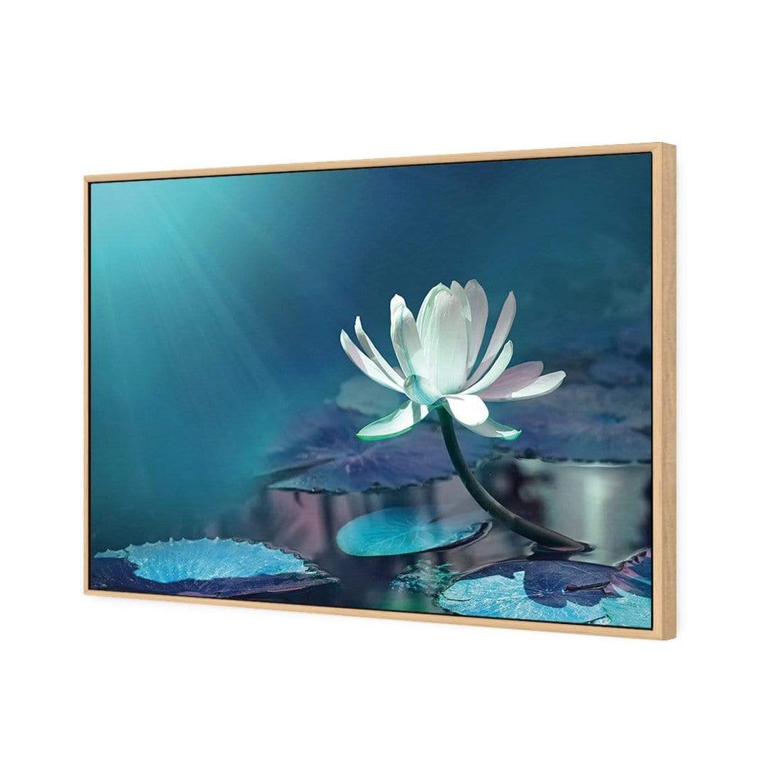 Water Lily, Blue - wallart-australia - Canvas