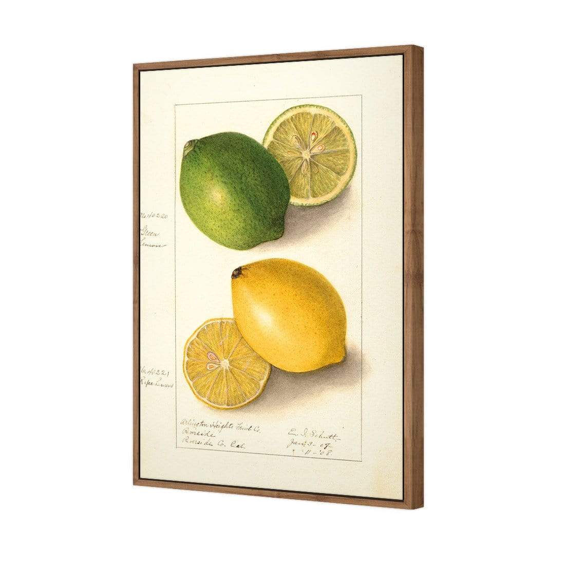 Watercolour Green Lemon and Ripe Lemon - wallart-australia - Canvas