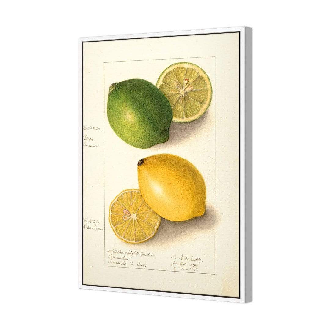 Watercolour Green Lemon and Ripe Lemon - wallart-australia - Canvas