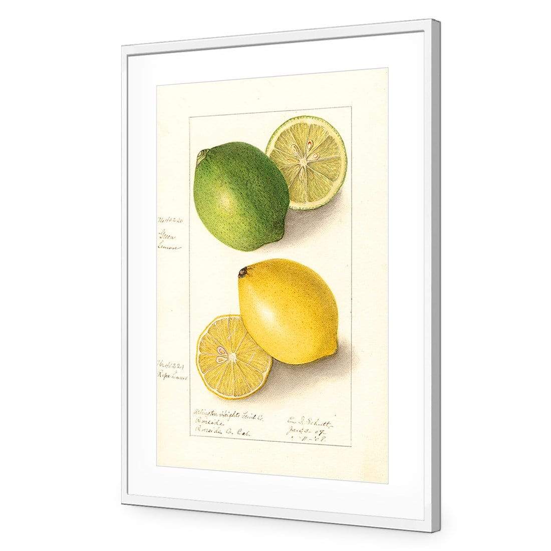 Watercolour Green Lemon and Ripe Lemon - wallart-australia - Acrylic Glass With Border