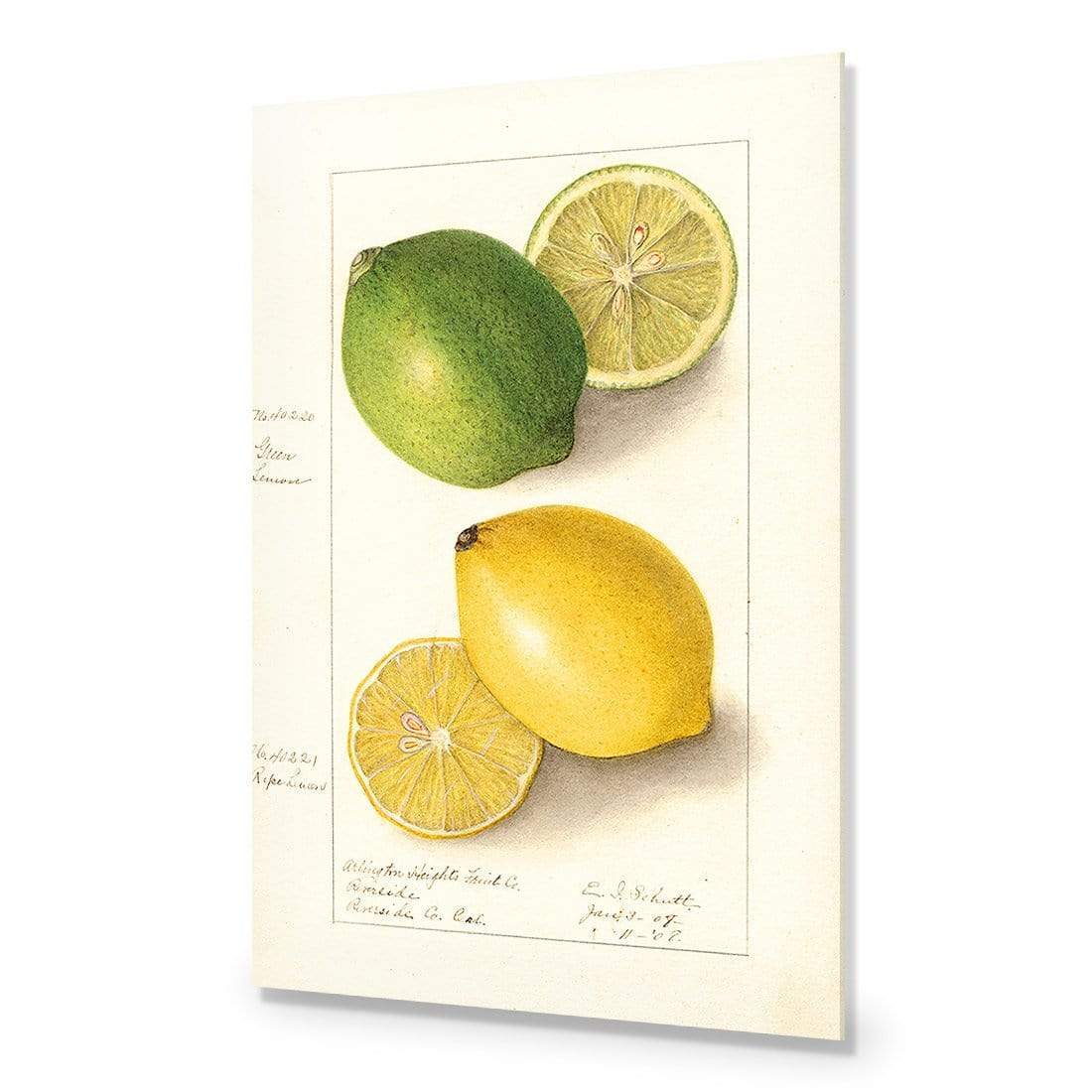 Watercolour Green Lemon and Ripe Lemon - wallart-australia - Acrylic Glass No Border