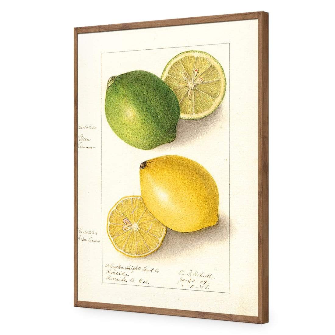 Watercolour Green Lemon and Ripe Lemon - wallart-australia - Acrylic Glass No Border
