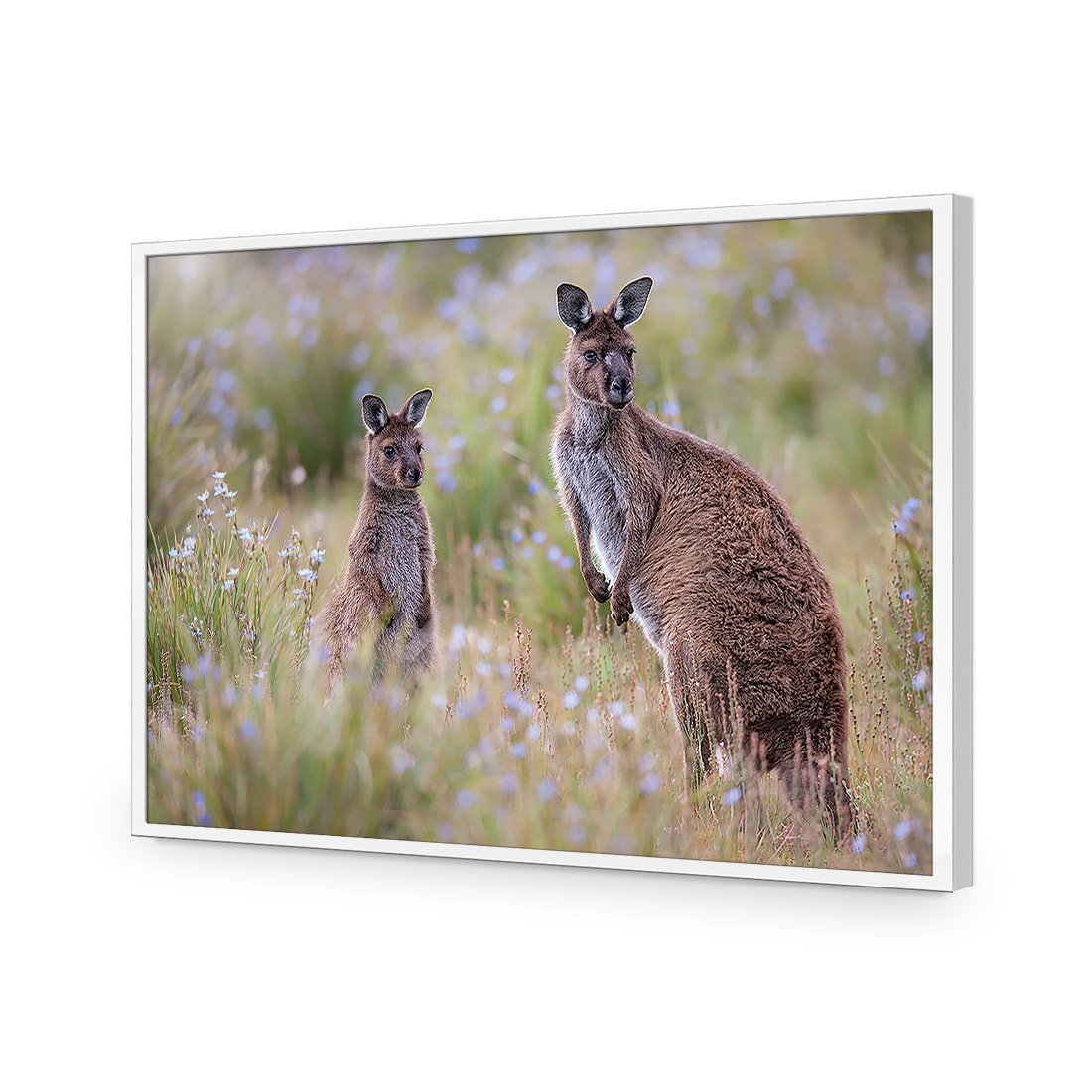 Where Are You By Peter Stahl - wallart-australia - Acrylic Glass No Border