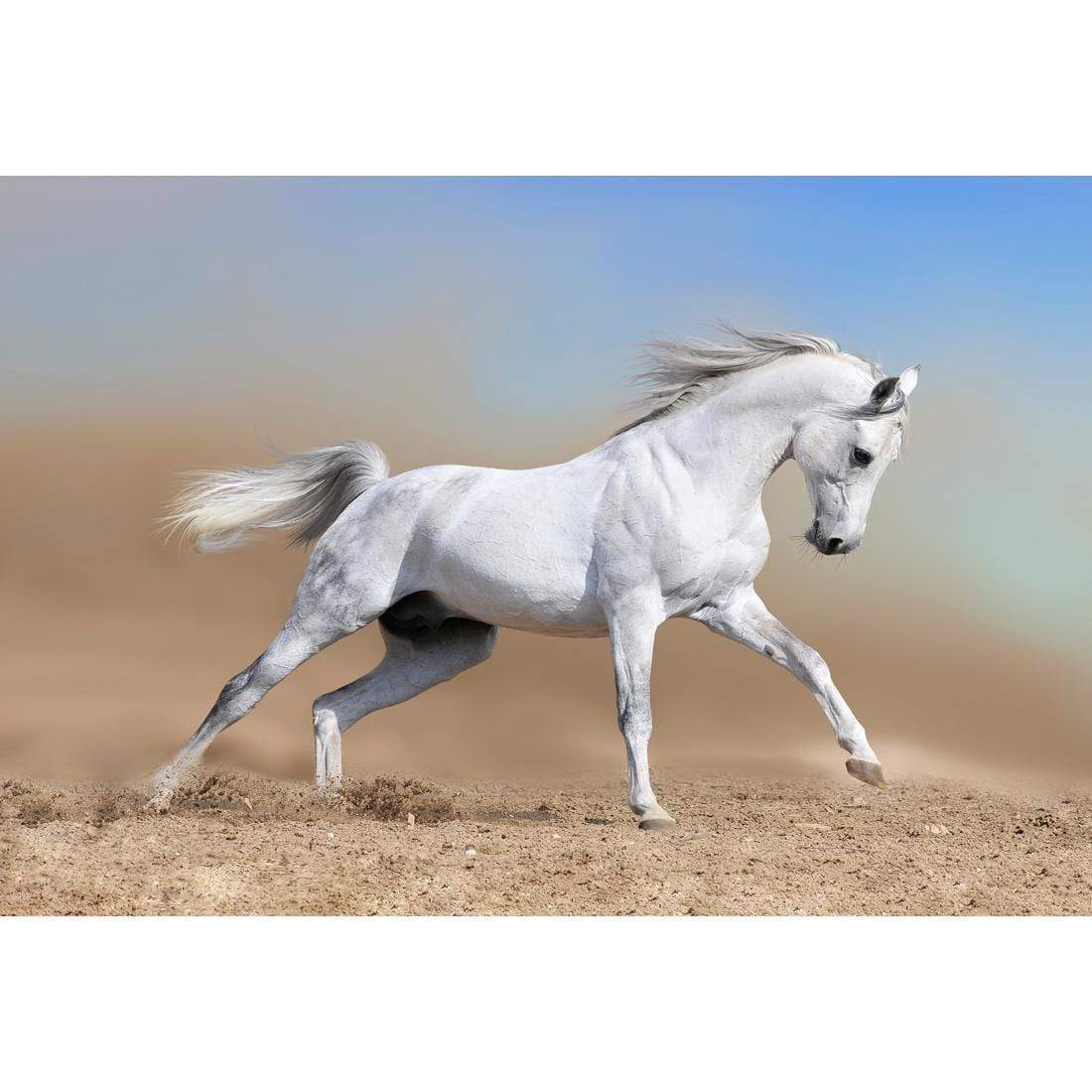White Arabian Horse - wallart-australia - Canvas