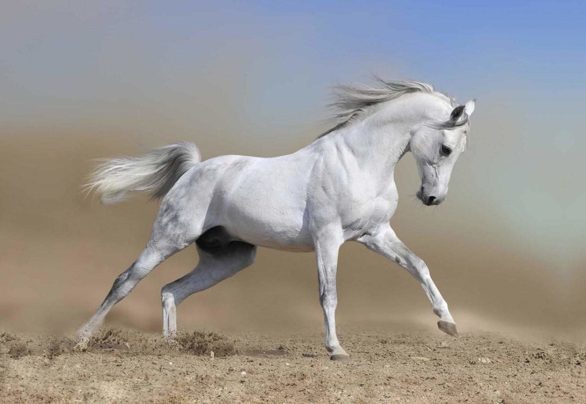 White Arabian Horse - wallart-australia - Canvas