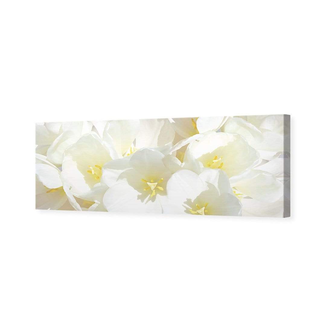 White Tulips (Long) - wallart-australia - Canvas